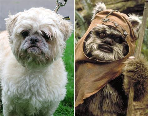 star wars dog breed